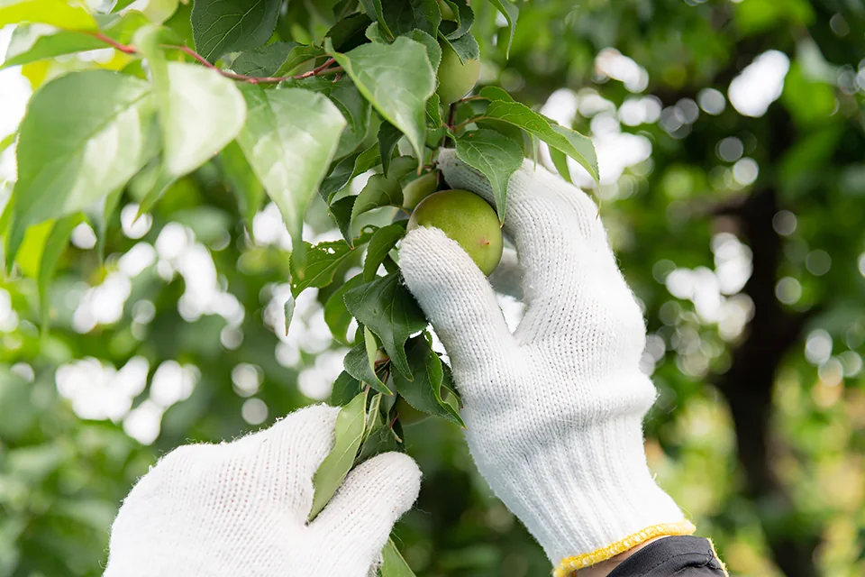 完熟梅の手摘み収穫