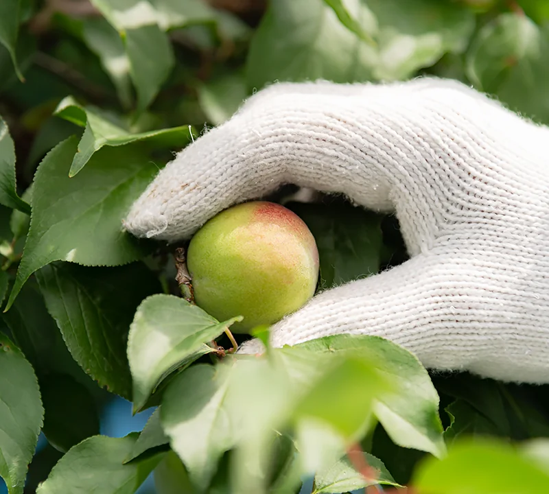 梅の収穫の様子の写真