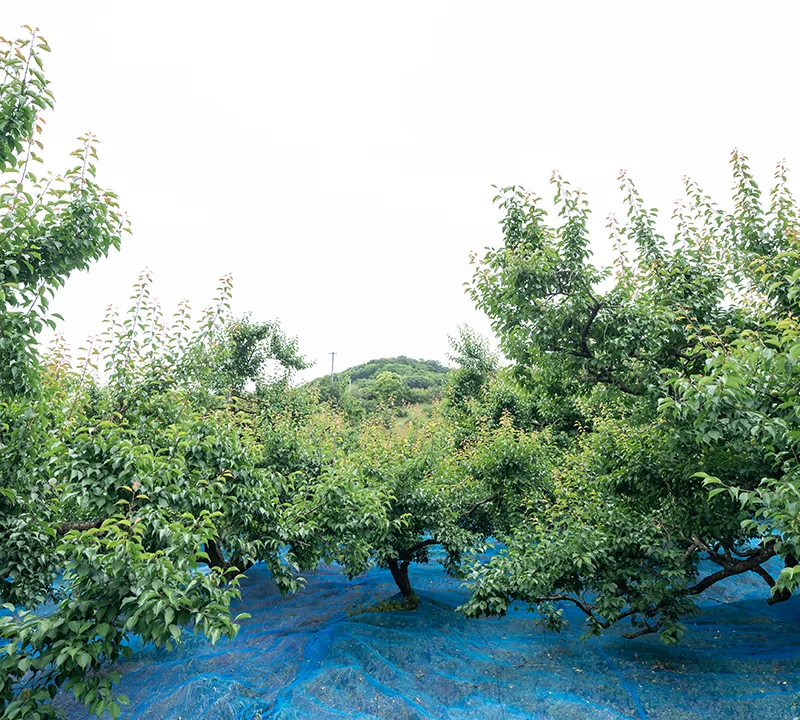 梅が栽培されている梅畑の写真